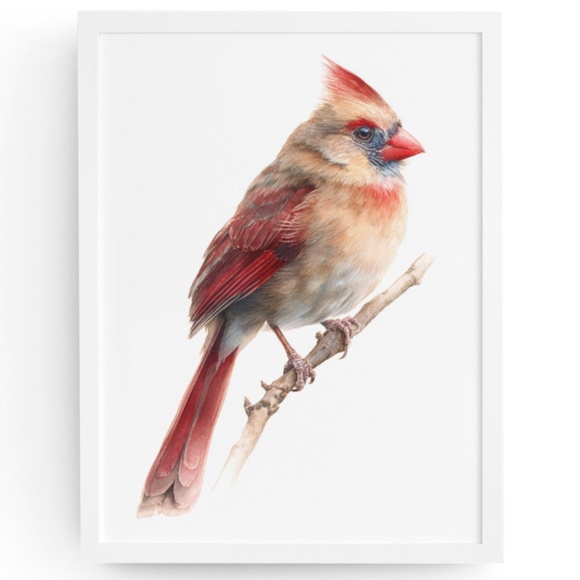 Watercolor Female Cardinal Bird Wall Art Print Unframed - Picture 1 of 7